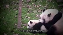 熊猫吃竹子一次次推开宝宝，突然想起娃是亲生的，神反转太可爱了