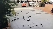 35只椋鸟撞上印度一栋建筑玻璃墙面死亡