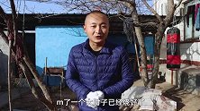 47买个大肘子，大冬做“剁椒姜汁肘子”，先炖再蒸，是真入味