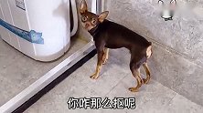 主人用鹿犬的洗衣机洗东西，狗狗抠门怎样不让主人洗，太逗了