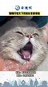 心疼又好笑！猫咪打哈欠下巴脱臼变表情包！