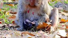 年迈的猴妈产下小猴儿，小猴儿身体虚弱