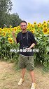 就在北京奥森，最近有一片超美的向日葵花海！旅游 京气神儿