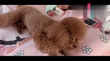 主人让泰迪模仿女主人睡觉，狗狗立刻趴下模仿，真是太好玩了