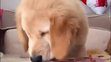 纸箱下的肉条，金毛小宝吃不到，小金毛也吃不到，真是迟钝得可爱