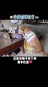 最后怕被子掉下来，还用用手抱着我……大狗狗也太温柔了吧？！金毛 vlog日常