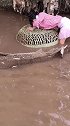 厉害了姑娘，用竹筐捉鱼，还是第一次见