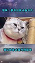 猫咪：都不给我小鱼干吃，你叫我怎么高兴得起来