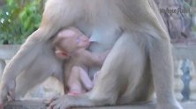 猴妈妈很爱干净，一直帮小猴舔舐身体，大概就是“洗澡”！