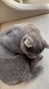 猫：我睡会儿觉咋了，我养精蓄锐呢！