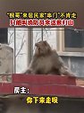 山东菏泽：猴哥来居民家串门不肯走，只能叫消防员来送猴归山