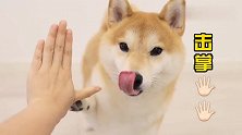 和小柴犬击掌，有好吃的和球球干啥都ok