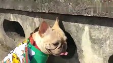带两只法国斗牛犬出去玩！一只吃草一只在看风景