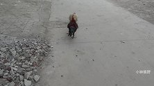 村里“土鸡王”对战小钟斗鸡，打了这么久都没跑，真是难得的土鸡