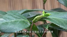 茶花生长期过后，2种肥结合给它浇灌，很快分化花芽开花