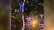 奇葩！河南濮阳一酒驾男子为逃避交警 弃车上树：怎么劝都不下来