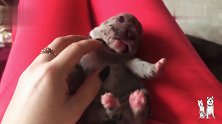 刚出生的小斗牛犬也太萌了，张大嘴打哈欠的样子太可爱了