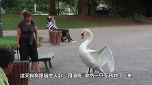 惹不起！男子湖中游泳惨遭天鹅暴力驱赶，围观群众已笑疯