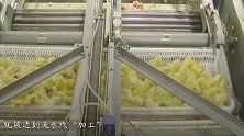 刚破壳的小鸡还没反应过来，就被送到流水线加工，难怪从不缺货