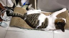 狸花猫：天热，睡个觉出汗还得自己解决！
