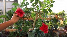 按照这些步骤养的木槿花，毫无例外每株都开满花朵