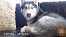二哈的前世今生你知道吗？它为啥那么二 原来和它祖先有关