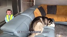 宝宝太萌了！为了二哈和宝爸吵架，好家伙，有种！