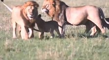 雄狮兄弟互敬互爱，给孩子做好榜样！