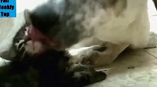 小猫和狗狗玩耍，被狗狗一直舔着，真是太有爱了！