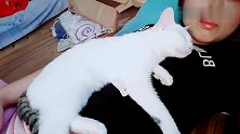 被称为宠物届的“暖手宝”的猫咪，一试果然名不虚传，暖暖的