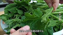 立夏后，1种菜经常吃，清肝祛火好吃不贵，缓解疲劳，越吃越健康