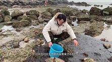 风浪后海滩上全是裙带，和加拿大北极虾涮火锅，大侄子吃过瘾了