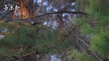 老鹰发现了树上的松鼠，松鼠急到跳树，能逃脱鹰爪吗？