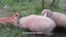 绵羊组织造反，把牧羊犬顶得节节败退，网友：造反成功