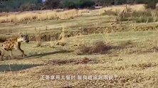 十几只鬣狗围攻一头怀孕母狮，就在它放弃抵抗时，情况出现逆转！