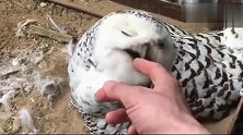 主人伸手要去摸鸟蛋，猫头鹰生气咬主人