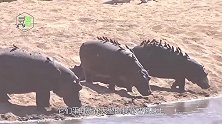 食草动物的“清洁工”，却有个坏习惯，会不停的啄伤口