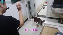 用肉包子打哈士奇，会发生什么二哈：麻烦多打我几下！