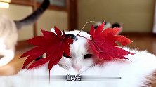 摘下两片枫叶给猫咪戴上，像极了两只发夹，鲜红的颜色格外好看