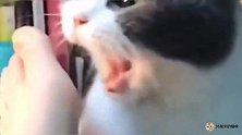 女主向猫咪伸个脚，宁死不屈的小可怜生无可恋！
