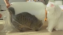 可爱猫咪爆笑合集，钻进透明袋子的猫咪，好调皮！