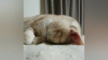 见过猫咪睡着后说梦话吗，今天就带大家见识见识