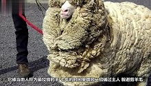 最狡猾的绵羊！7年用同一招骗过主人剃毛，毛剃完所有人大叫！