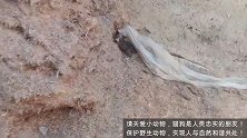 农村柴火垛中，发现两只被遗弃的猫咪！