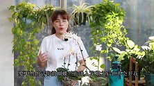 夏季养蝴蝶兰，有“2物”不能缺，缺了花期不开花