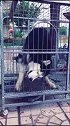 搞笑视频：铁齿铜牙：傻二哈