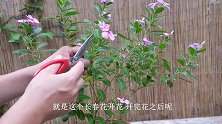 养长春花，用上这个“小方法”能有效延长花期，让它反复开花！