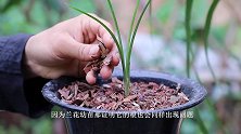 兰花出现这种苗，是什么引起？如何复壮？超详细讲透