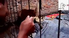 来自美国的斗狗：土狗激战比特犬，一击秒杀！厉害了大黄！