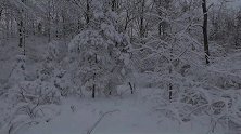 冬季雪林漫步，梦幻的景色！